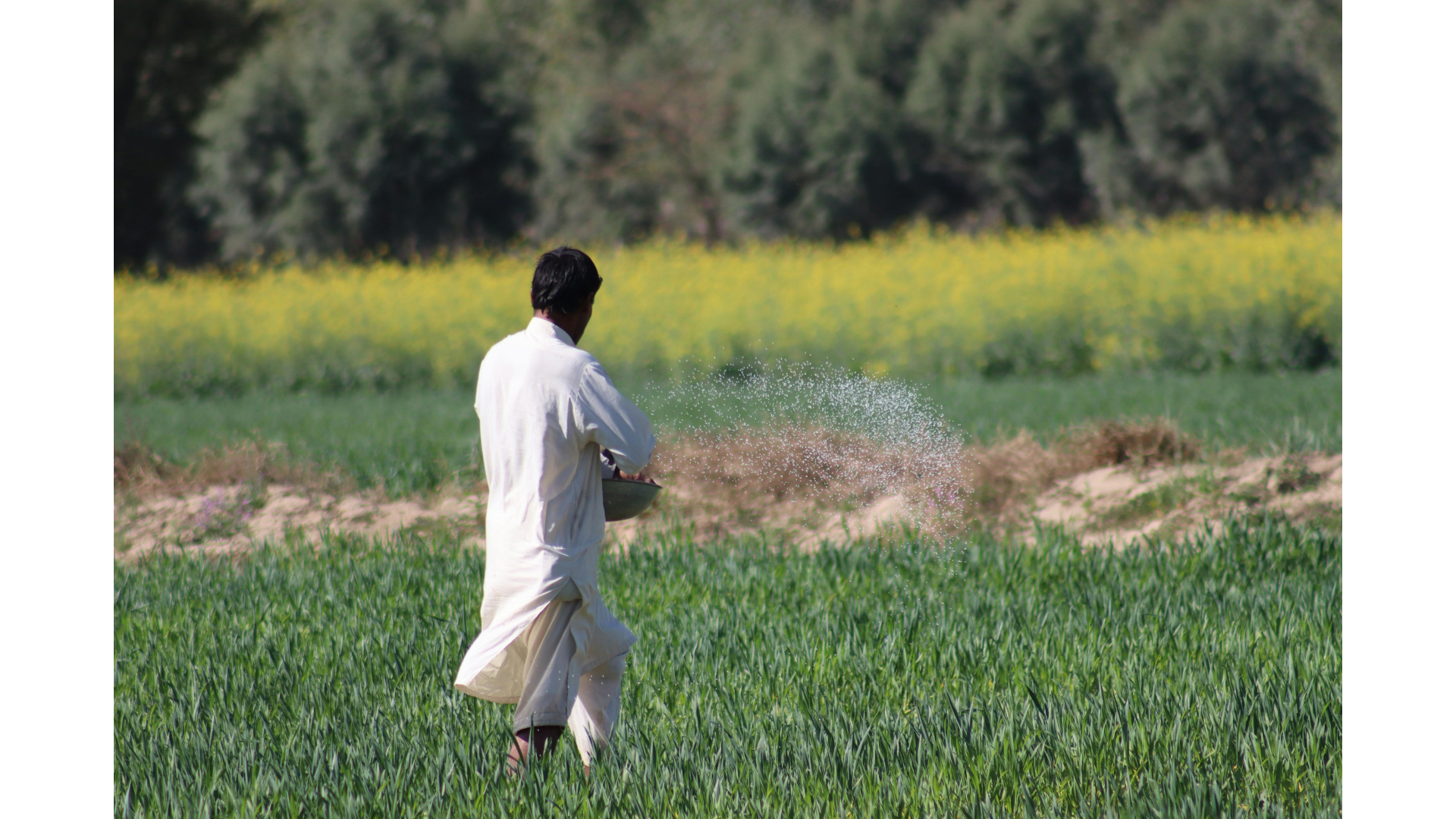 Fertilizer application in the field